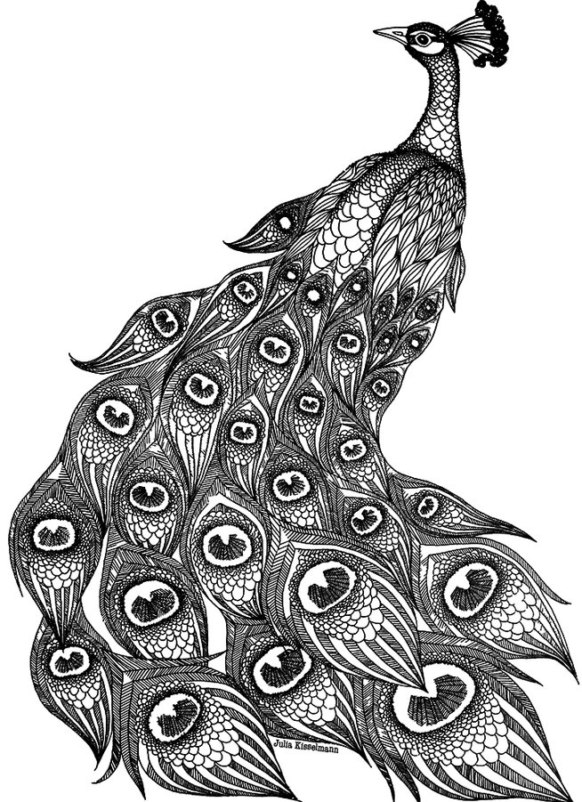 Peacock illustration