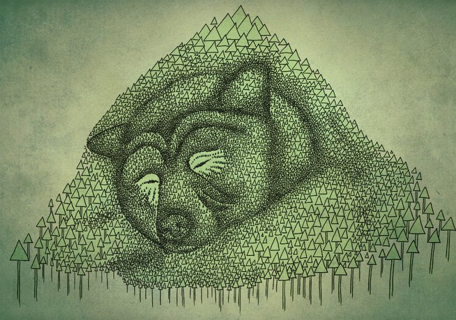 Sleeping bear illustration