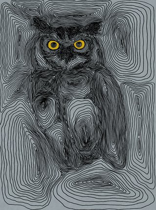 Owl illustration